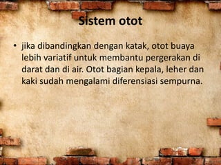 Sistem otot
• jika dibandingkan dengan katak, otot buaya
lebih variatif untuk membantu pergerakan di
darat dan di air. Otot bagian kepala, leher dan
kaki sudah mengalami diferensiasi sempurna.
 