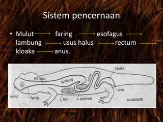 Sistem pencernaan
• Mulut faring esofagus
lambung usus halus rectum
kloaka anus.
 