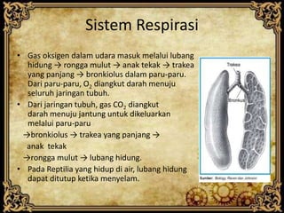 Sistem Respirasi
• Gas oksigen dalam udara masuk melalui lubang
hidung → rongga mulut → anak tekak → trakea
yang panjang → bronkiolus dalam paru-paru.
Dari paru-paru, O2 diangkut darah menuju
seluruh jaringan tubuh.
• Dari jaringan tubuh, gas CO2 diangkut
darah menuju jantung untuk dikeluarkan
melalui paru-paru
→bronkiolus → trakea yang panjang →
anak tekak
→rongga mulut → lubang hidung.
• Pada Reptilia yang hidup di air, lubang hidung
dapat ditutup ketika menyelam.
 