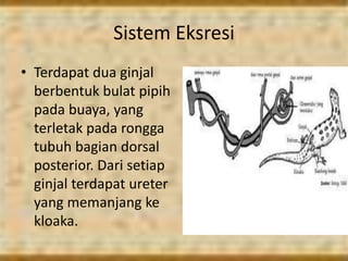 Sistem Eksresi
• Terdapat dua ginjal
berbentuk bulat pipih
pada buaya, yang
terletak pada rongga
tubuh bagian dorsal
posterior. Dari setiap
ginjal terdapat ureter
yang memanjang ke
kloaka.
 