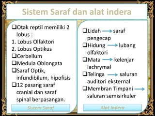 Sistem Saraf dan alat indera
Otak reptil memiliki 2
lobus :
1. Lobus Olfaktori
2. Lobus Optikus
Cerbellum
Medula Oblongata
Saraf Optik,
infundibilum, hipofisis
12 pasang saraf
cranial dan saraf
spinal berpasangan.
Lidah saraf
pengecap
Hidung lubang
olfaktori
Mata kelenjar
lachrymal
Telinga saluran
auditori eksternal
Membran Timpani
saluran semisirkuler
Sistem Saraf Alat Indera
 