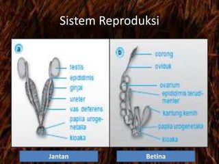 Sistem Reproduksi
Jantan Betina
 
