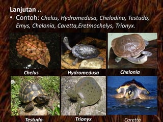 Lanjutan ..
• Contoh: Chelus, Hydromedusa, Chelodina, Testudo,
Emys, Chelonia, Caretta,Eretmochelys, Trionyx.
Chelus Hydromedusa Chelonia
Testudo Trionyx Caretta
 
