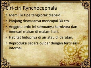 Ciri-ciri Rynchocephala
• Memiliki tipe tengkorak diapsid.
• Panjang dewasanya mencapai 30 cm.
• Anggota ordo ini semuanya karnivora dan
mencari makan di malam hari.
• Habitat hidupnya di air atau di daratan.
• Reproduksi secara ovipar dengan fertilisasi
internal.
 