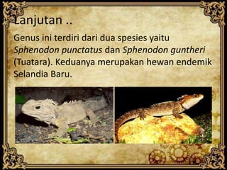 Lanjutan ..
Genus ini terdiri dari dua spesies yaitu
Sphenodon punctatus dan Sphenodon guntheri
(Tuatara). Keduanya merupakan hewan endemik
Selandia Baru.
 
