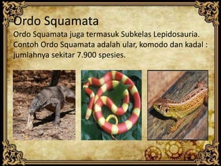 Ordo Squamata
Ordo Squamata juga termasuk Subkelas Lepidosauria.
Contoh Ordo Squamata adalah ular, komodo dan kadal :
jumlahnya sekitar 7.900 spesies.
 