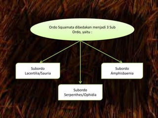 Ordo Squamata dibedakan menjadi 3 Sub
Ordo, yaitu :
Subordo
Lacertilia/Sauria
Subordo
Serpenthes/Ophidia
Subordo
Amphisbaenia
 