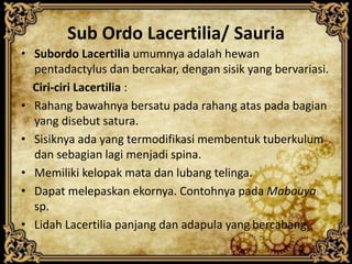 Sub Ordo Lacertilia/ Sauria
• Subordo Lacertilia umumnya adalah hewan
pentadactylus dan bercakar, dengan sisik yang bervariasi.
Ciri-ciri Lacertilia :
• Rahang bawahnya bersatu pada rahang atas pada bagian
yang disebut satura.
• Sisiknya ada yang termodifikasi membentuk tuberkulum
dan sebagian lagi menjadi spina.
• Memiliki kelopak mata dan lubang telinga.
• Dapat melepaskan ekornya. Contohnya pada Mabouya
sp.
• Lidah Lacertilia panjang dan adapula yang bercabang.
 