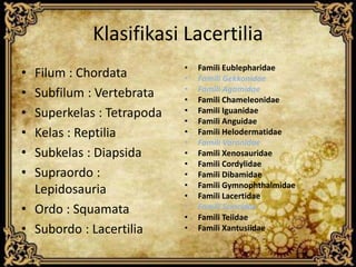 Klasifikasi Lacertilia
• Filum : Chordata
• Subfilum : Vertebrata
• Superkelas : Tetrapoda
• Kelas : Reptilia
• Subkelas : Diapsida
• Supraordo :
Lepidosauria
• Ordo : Squamata
• Subordo : Lacertilia
• Famili Eublepharidae
• Famili Gekkonidae
• Famili Agamidae
• Famili Chameleonidae
• Famili Iguanidae
• Famili Anguidae
• Famili Helodermatidae
• Famili Varanidae
• Famili Xenosauridae
• Famili Cordylidae
• Famili Dibamidae
• Famili Gymnophthalmidae
• Famili Lacertidae
• Famili Scincidae
• Famili Teiidae
• Famili Xantusiidae
 