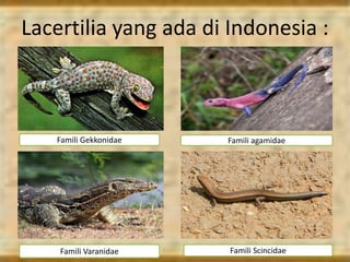 Lacertilia yang ada di Indonesia :
Famili Gekkonidae Famili agamidae
Famili Varanidae Famili Scincidae
 