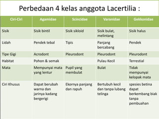 Ciri-Ciri Agamidae Scincidae Varanidae Gekkonidae
Sisik Sisik bintil Sisik sikloid Sisik bulat,
melintang
Sisik halus
Lidah Pendek tebal Tipis Panjang
bercabang
Pendek
Tipe Gigi Acrodont Pleurodont Pleurodont Pleurodont
Habitat Pohon & semak Pulau Kecil Terrestial
Mata Mempunyai mata
yang lentur
Pupil yang
membulat
Bulat Tidak
mempunyai
kelopak mata
Ciri Khusus Dapat berubah
warna dan
jarinya kadang
bergerigi
Ekornya panjang
dan rapuh
Bertubuh kecil
dan tanpa lubang
telinga
spesies betina
dapat
berkembang biak
tanpa
pembuahan
Perbedaan 4 kelas anggota Lacertilia :
 