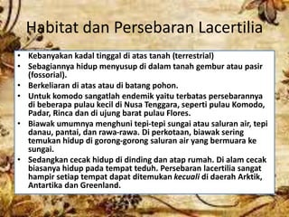 Habitat dan Persebaran Lacertilia
• Kebanyakan kadal tinggal di atas tanah (terrestrial)
• Sebagiannya hidup menyusup di dalam tanah gembur atau pasir
(fossorial).
• Berkeliaran di atas atau di batang pohon.
• Untuk komodo sangatlah endemik yaitu terbatas persebarannya
di beberapa pulau kecil di Nusa Tenggara, seperti pulau Komodo,
Padar, Rinca dan di ujung barat pulau Flores.
• Biawak umumnya menghuni tepi-tepi sungai atau saluran air, tepi
danau, pantai, dan rawa-rawa. Di perkotaan, biawak sering
temukan hidup di gorong-gorong saluran air yang bermuara ke
sungai.
• Sedangkan cecak hidup di dinding dan atap rumah. Di alam cecak
biasanya hidup pada tempat teduh. Persebaran lacertilia sangat
hampir setiap tempat dapat ditemukan kecuali di daerah Arktik,
Antartika dan Greenland.
 
