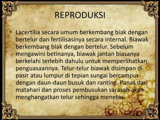 REPRODUKSI
• Lacertilia secara umum berkembang biak dengan
bertelur dan fertilisasinya secara internal. Biawak
berkembang biak dengan bertelur. Sebelum
mengawini betinanya, biawak jantan biasanya
berkelahi terlebih dahulu untuk memperlihatkan
penguasaannya. Telur-telur biawak disimpan di
pasir atau lumpur di tepian sungai bercampur
dengan daun-daun busuk dan ranting. Panas dari
matahari dan proses pembusukan sarasah akan
menghangatkan telur sehingga menetas.
 
