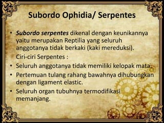 Subordo Ophidia/ Serpentes
• Subordo serpentes dikenal dengan keunikannya
yaitu merupakan Reptilia yang seluruh
anggotanya tidak berkaki (kaki mereduksi).
Ciri-ciri Serpentes :
• Seluruh anggotanya tidak memiliki kelopak mata.
• Pertemuan tulang rahang bawahnya dihubungkan
dengan ligament elastic.
• Seluruh organ tubuhnya termodifikasi
memanjang.
 