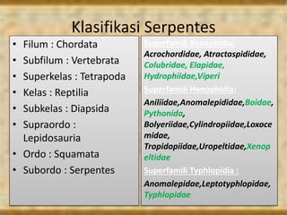 Klasifikasi Serpentes
• Filum : Chordata
• Subfilum : Vertebrata
• Superkelas : Tetrapoda
• Kelas : Reptilia
• Subkelas : Diapsida
• Supraordo :
Lepidosauria
• Ordo : Squamata
• Subordo : Serpentes
Superfamili Xenophidia:
Acrochordidae, Atractaspididae,
Colubridae, Elapidae,
Hydrophiidae,Viperi
Superfamili Henophidia:
Aniliidae,Anomalepididae,Boidae,
Pythonida,
Bolyeriidae,Cylindropiidae,Loxoce
midae,
Tropidopiidae,Uropeltidae,Xenop
eltidae
Superfamili Typhlopidia :
Anomalepidae,Leptotyphlopidae,
Typhlopidae
 