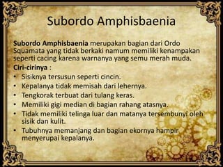 Subordo Amphisbaenia
Subordo Amphisbaenia merupakan bagian dari Ordo
Squamata yang tidak berkaki namum memiliki kenampakan
seperti cacing karena warnanya yang semu merah muda.
Ciri-cirinya :
• Sisiknya tersusun seperti cincin.
• Kepalanya tidak memisah dari lehernya.
• Tengkorak terbuat dari tulang keras.
• Memiliki gigi median di bagian rahang atasnya.
• Tidak memiliki telinga luar dan matanya tersembunyi oleh
sisik dan kulit.
• Tubuhnya memanjang dan bagian ekornya hampir
menyerupai kepalanya.
 