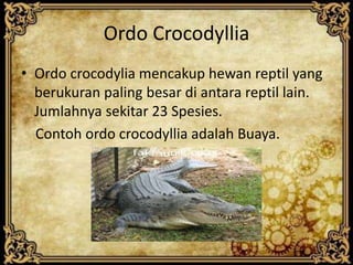 Ordo Crocodyllia
• Ordo crocodylia mencakup hewan reptil yang
berukuran paling besar di antara reptil lain.
Jumlahnya sekitar 23 Spesies.
Contoh ordo crocodyllia adalah Buaya.
 