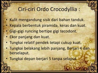 Ciri-ciri Ordo Crocodyllia :
• Kulit mengandung sisik dari bahan tanduk.
• Kepala berbentuk piramida, keras dan kuat.
• Gigi-gigi runcing bertipe gigi tecodont.
• Ekor panjang dan kuat.
• Tungkai relatif pendek tetapi cukup kuat.
• Tungkai belakang lebih panjang, Berjari 4 dan
berselaput.
• Tungkai depan berjari 5 tanpa selaput.
 