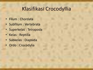 Klasifikasi Crocodyllia
• Filum : Chordata
• Subfilum : Vertebrata
• Superkelas : Tetrapoda
• Kelas : Reptilia
• Subkelas : Diapsida
• Ordo : Crocodylia
 