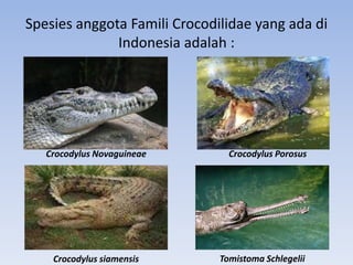 Spesies anggota Famili Crocodilidae yang ada di
Indonesia adalah :
Crocodylus siamensis
Crocodylus Porosus
Crocodylus Novaguineae
Tomistoma Schlegelii
 