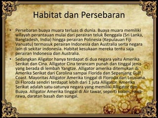 Habitat dan Persebaran
• Persebaran buaya muara terluas di dunia. Buaya muara memiliki
wilayah perantauan mulai dari perairan teluk Benggala (Sri Lanka,
Bangladesh, India) hingga perairan Polinesia (Kepulauan Fiji
Vanuatu) termasuk perairan Indonesia dan Australia serta negara
lain di sekitar indonesia. Habitat kesukaan mereka tentu saja
perairan Indonesia dan Australia.
• Sedangkan Aligator hanya terdapat di dua negara yaitu Amerika
Serikat dan Cina. Alligator Cina terancam punah dan tinggal jenis
yang berada di lembah Yangtze. Alligator amerika ditemukan di
Amerika Serikat dari Carolina sampai Florida dan Sepanjang Gulf
Coast. Mayoritas Alligator Amerika tinggal di Floroda dan Lousiana.
Di Floroda sendiri terdapat lebih dari 1 juta Alligator. Amerika
Serikat adalah satu-satunya negara yang memiliki Alligator dan
Buaya. Alligator Amerika tinggal di Air tawar, seperti kolam, rawa-
rawa, daratan basah dan sungai.
 