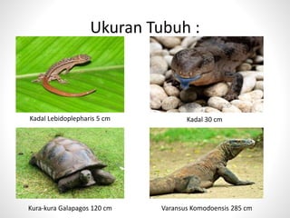 Ukuran Tubuh :
Kadal Lebidoplepharis 5 cm Kadal 30 cm
Kura-kura Galapagos 120 cm Varansus Komodoensis 285 cm
 
