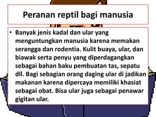 Peranan reptil bagi manusia
• Banyak jenis kadal dan ular yang
menguntungkan manusia karena memakan
serangga dan rodentia. Kulit buaya, ular, dan
biawak serta penyu yang diperdagangkan
sebagai bahan baku pembuatan tas, sepatu
dll. Bagi sebagian orang daging ular di jadikan
makanan karena dipercaya memiliki khasiat
sebagai obat. Bisa ular juga sebagai penawar
gigitan ular.
 