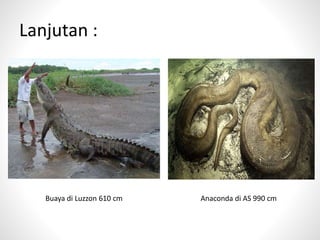 Lanjutan :
Buaya di Luzzon 610 cm Anaconda di AS 990 cm
 