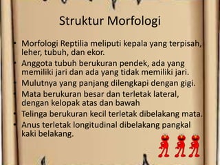 Struktur Morfologi
• Morfologi Reptilia meliputi kepala yang terpisah,
leher, tubuh, dan ekor.
• Anggota tubuh berukuran pendek, ada yang
memiliki jari dan ada yang tidak memiliki jari.
• Mulutnya yang panjang dilengkapi dengan gigi.
• Mata berukuran besar dan terletak lateral,
dengan kelopak atas dan bawah
• Telinga berukuran kecil terletak dibelakang mata.
• Anus terletak longitudinal dibelakang pangkal
kaki belakang.
 