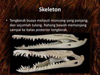 Skeleton
• Tengkorak buaya meliputi moncong yang panjang,
dan sejumlah tulang. Rahang bawah memanjang
sampai ke batas posterior tengkorak.
 