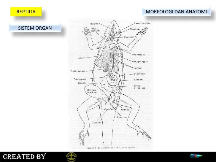 Anatomi Tubuh Cicak - Blog Kesehatan Anda