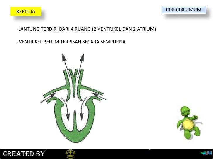 Gambar Organ Hewan 24 Reptil Gambar Jantung di Rebanas - Rebanas