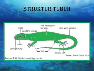 Struktur tubuh
 