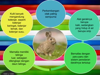 Perkembangan
otak paling
sempurna
Alat geraknya
berupa
kaki, sedangkan
yang hidup di air
berupa sirip
Bernafas dengan
paru-paru dan
sistem peredaran
darahnya tertutup
Mamalia memiliki
telinga
luar, sebagian
dilengkapi dengan
daun telinga.
Kulit banyak
mengandung
kelenjar, seperti
kelenjar
keringat, kelenjar
lemak, dan
kelenjar susu.
 