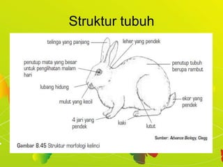 Struktur tubuh
 
