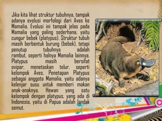 Jika kita lihat struktur tubuhnya, tampak
adanya evolusi morfologi dari Aves ke
Mamalia. Evolusi ini tampak jelas pada
Mamalia yang paling sederhana, yaitu
cungur bebek (platypus). Struktur tubuh
masih berbentuk burung (bebek), tetapi
penutup tubuhnya adalah
rambut, seperti halnya Mamalia lainnya.
Platypus masih bersifat
ovipar, menetaskan telur, seperti
kelompok Aves. Penetapan Platypus
sebagai anggota Mamalia, yaitu adanya
kelenjar susu untuk memberi makan
anak-anaknya. Hewan yang satu
kelompok dengan platypus, yang ada di
Indonesia, yaitu di Papua adalah landak
semut.
 