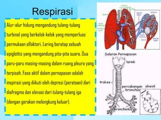 Respirasi
Alur-alur hidung mengandung tulang-tulang
turbinal yang berkelok-kelok yang memperluas
permukaan olfaktori. Laring beratap sebuah
epiglottis yang mengandung pita-pita suara. Dua
paru-paru masing-masing dalam ruang pleura yang
terpisah. Fase aktif dalam pernapasan adalah
inspirasi yang diikuti oleh depresi (perataan) dari
diafragma dan elevasi dari tulang-tulang iga
(dengan gerakan melengkung keluar).
 