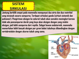 SISTEM
SIRKULASI
Jantung berbilik empat pada mammalia mempunyai dua atria dan dua ventrikel
yang terpisah secara sempurna. Terdapat sirkulasi ganda (sirkuit sistemik dan
pulmoner). Pengiriman oksigen ke seluruh tubuh akan semakin meningkat karena
tidak ada pencampuran darah yang kaya akan oksigen dengan yang miskin
oksigen, jadi lebih sempurna dari reptile. Sebgai hewan endotermik, mammalia
memerlukan lebih banyak oksigen per gram bobot tubuhnya dibandingkan dengan
vertebratalain dengan ukuran tubuh yang sama.
 