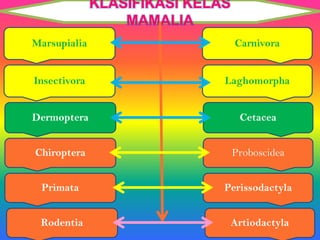 Marsupialia
Dermoptera
Chiroptera
KLASIFIKASI KELAS
MAMALIA
Insectivora
Primata
Rodentia
Carnivora
Cetacea
Proboscidea
Laghomorpha
Perissodactyla
Artiodactyla
 