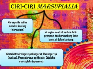 Ciri-Ciri Marsupialia
Marsupialia betina
memiliki kantung
(marsupium)
di bagian ventral, embrio lahir
prematur dan berkembang lebih
lanjut di dalam kantung.
Contoh Dendrolagus sp (kanguru), Phalanger sp
(kuskus), Phascolarctus sp (koala), Didelphia
marsupialia (opossum).
 