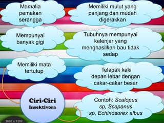 Ciri-Ciri
Insektivora
Mamalia
pemakan
serangga
Memiliki mata
tertutup Telapak kaki
depan lebar dengan
cakar-cakar besar
Contoh: Scalopus
sp, Scapanus
sp, Echinosorex albus
Mempunyai
banyak gigi
Memiliki mulut yang
panjang dan mudah
digerakkan
Tubuhnya mempunyai
kelenjar yang
menghasilkan bau tidak
sedap
 