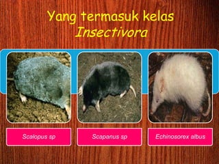 Yang termasuk kelas
Insectivora
Scalopus sp Scapanus sp Echinosorex albus
 