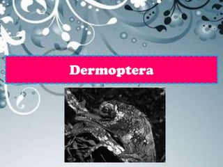 Dermoptera
 