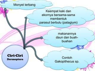 Ciri-Ciri
Dermoptera
Monyet terbang
Keempat kaki dan
ekornya bersama-sama
membentuk
parasut berbulu (patagium)
makanannya
daun dan buah-
buahan
Contoh
Gakopithecus sp.
 
