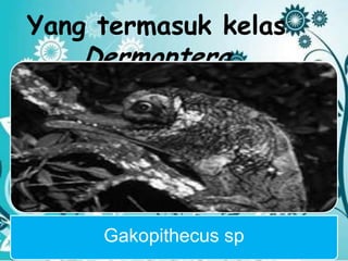 Yang termasuk kelas
Dermoptera
Gakopithecus sp
 