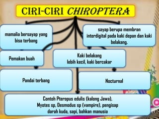 Ciri-Ciri Chiroptera
mamalia bersayap yang
bisa terbang
Pandai terbang Nocturnal
Contoh Pteropus edulis (kalong Jawa),
Myotes sp, Desmodus sp (vampire), pengisap
darah kuda, sapi, bahkan manusia
Kaki belakang
lebih kecil, kaki bercakar
sayap berupa membran
interdigital pada kaki depan dan kaki
belakang.
Pemakan buah
 