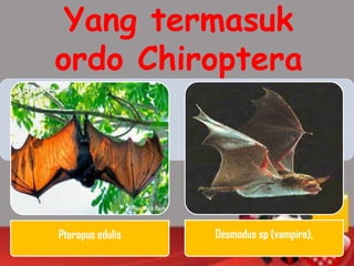 Yang termasuk
ordo Chiroptera
Pteropus edulis Desmodus sp (vampire),
 