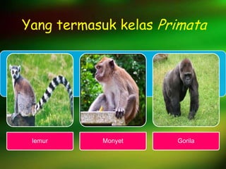 Yang termasuk kelas Primata
lemur Monyet Gorila
 