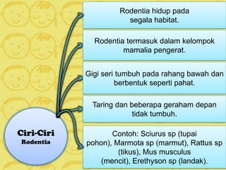 Ciri-Ciri
Rodentia
Rodentia hidup pada
segala habitat.
Contoh: Sciurus sp (tupai
pohon), Marmota sp (marmut), Rattus sp
(tikus), Mus musculus
(mencit), Erethyson sp (landak).
Taring dan beberapa geraham depan
tidak tumbuh.
Rodentia termasuk dalam kelompok
mamalia pengerat.
Gigi seri tumbuh pada rahang bawah dan
berbentuk seperti pahat.
 