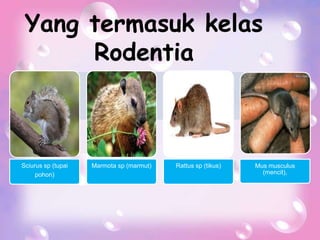 Yang termasuk kelas
Rodentia
Sciurus sp (tupai
pohon)
Marmota sp (marmut) Rattus sp (tikus) Mus musculus
(mencit),
 